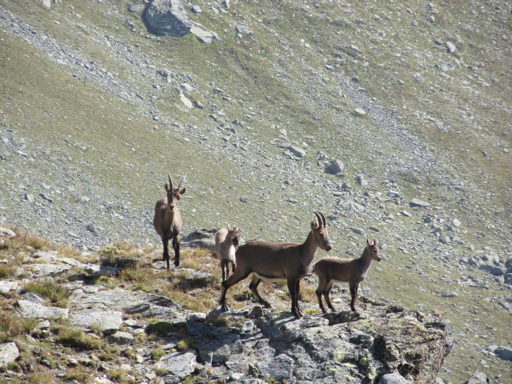 Cervino Valley House Rododendro Breuil-Cervinia Bagian luar foto